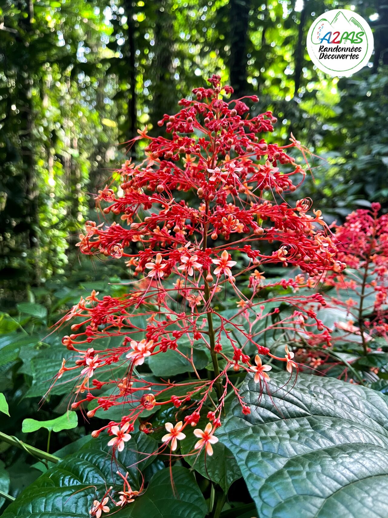 randonnee-trace-des-jesuites-martinique-foret tropciale-flore