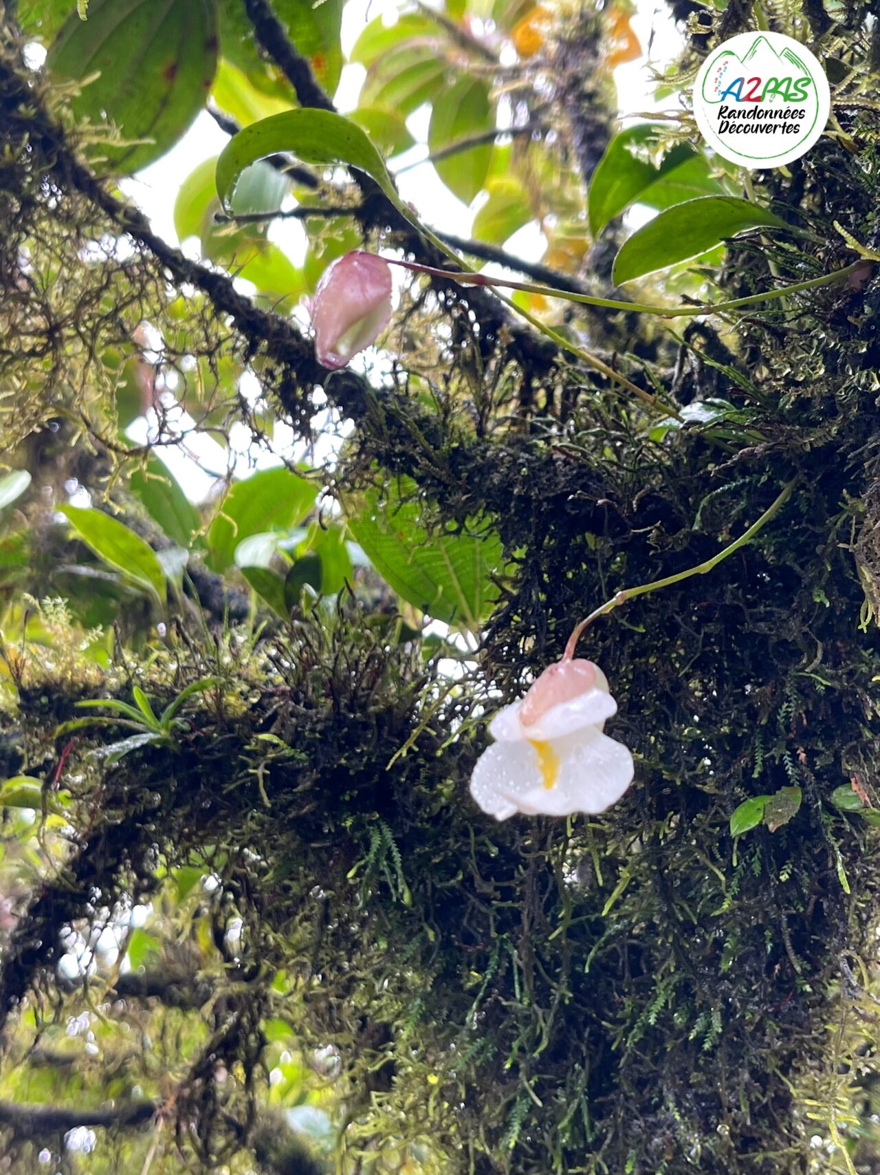 randonnee-volcan-de-la-montagne-pelee-martinique-avec-une-guide-de-randonnee-professionnelle-flore-endemique-utricularia-alpina