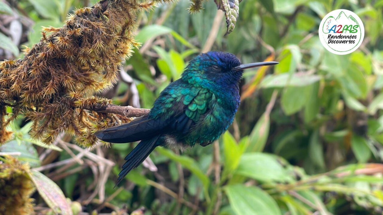 colibri_a_tete_bleu_sur_les_flancs_de_la_montagne_pelée